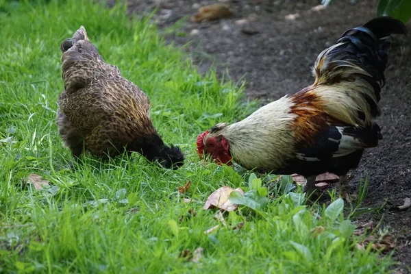 Chickens Couple Garden — Stock Photo, Image