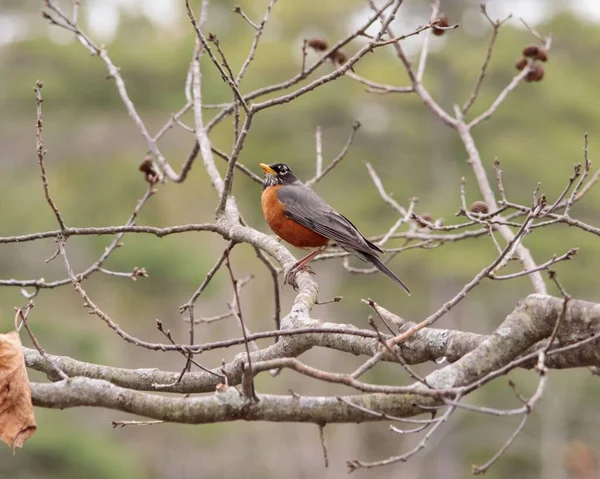 Sebuah Robin Amerika Turdus Migratorius Bertengger Cabang Pohon — Stok Foto