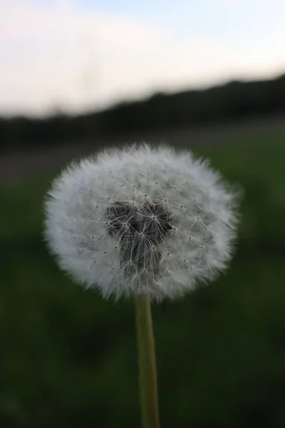 Eine Nahaufnahme Eines Löwenzahns Einem Garten Auf Verschwommenem Hintergrund — Stockfoto