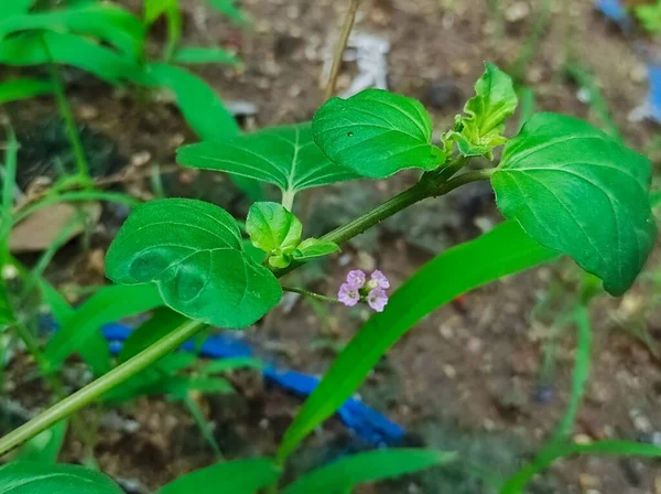 Une Belle Prise Vue Fleur Punarnava Plante Médecine Ayurvédique — Photo