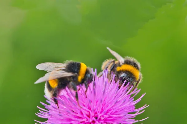 2匹の忙しいミツバチが蜜を集め高品質のマクロショットを撮りました — ストック写真