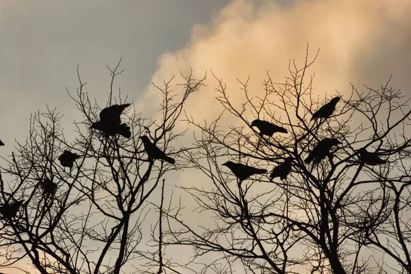 Una Bandada Cuervos Posados Alto Delgadas Ramas Árboles Sin Hojas — Foto de Stock