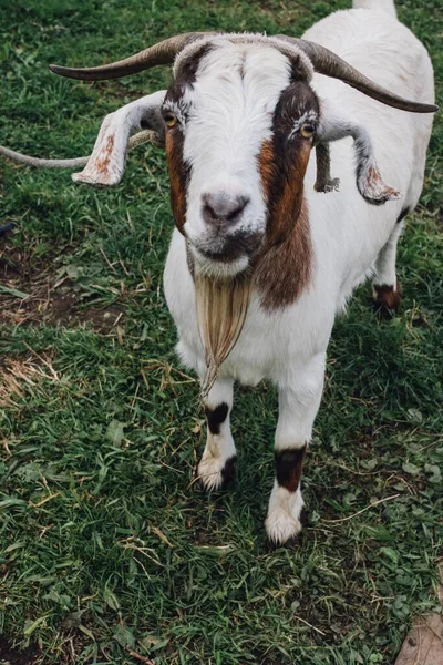 Weiße Ziege Mit Bart Horn Braune Flecken Auf Gefesseltem Gras — Stockfoto