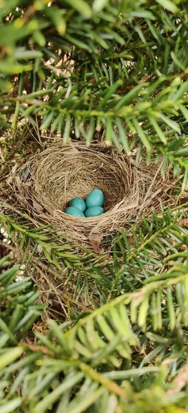 Een Verticaal Schot Van Vier Blauwe Eieren Het Vogelnest — Stockfoto