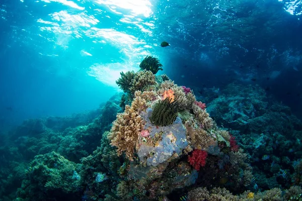 Барвистий Кораловий Переворот Спокійним Тлом — стокове фото