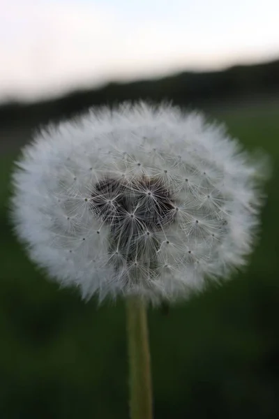 Închidere Unei Păpădie Într Grădină Fundal Neclar — Fotografie, imagine de stoc