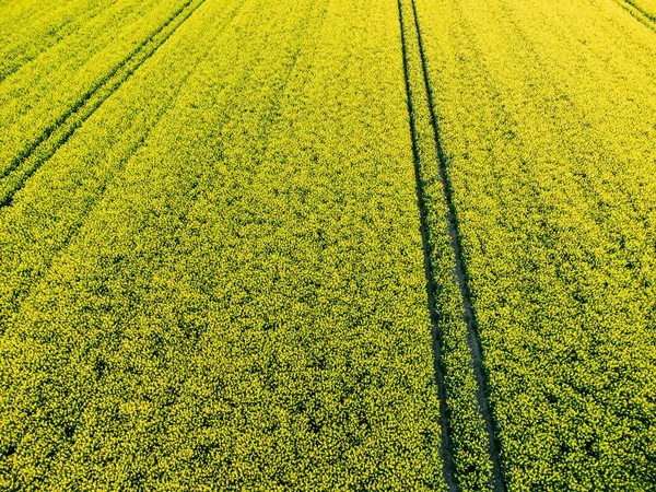 Naturskön Utsikt Över Ett Vackert Rapsfält Solig Dag — Stockfoto