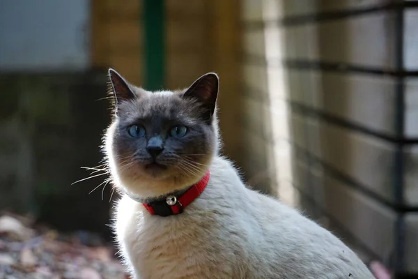 Retrato Belo Gato Siamês Felis Catus Com Olhos Azuis Olhando — Fotografia de Stock