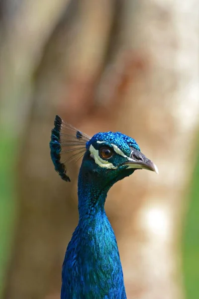Vertical Shot Head Blue Peacock Looking Side Isolated Blurred Background — Stock Photo, Image