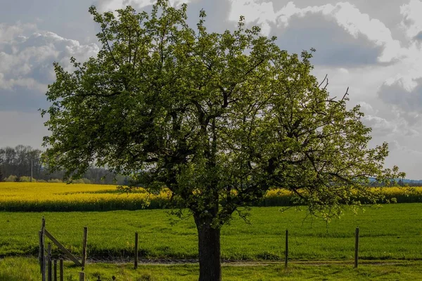 Ένα Δέντρο Ένα Χωράφι Κίτρινα Λουλούδια Ενάντια Ένα Συννεφιασμένο Ουρανό — Φωτογραφία Αρχείου