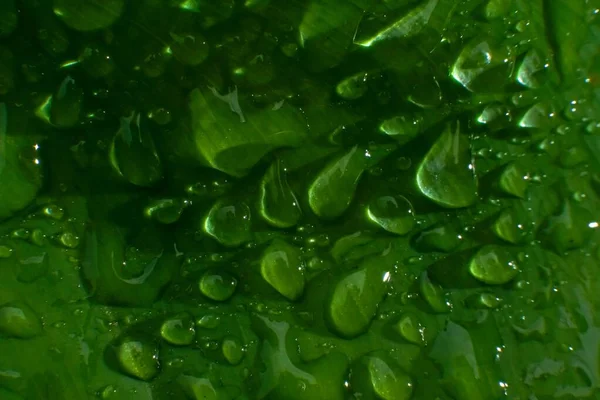 水滴のある緑の葉のクローズアップショット — ストック写真