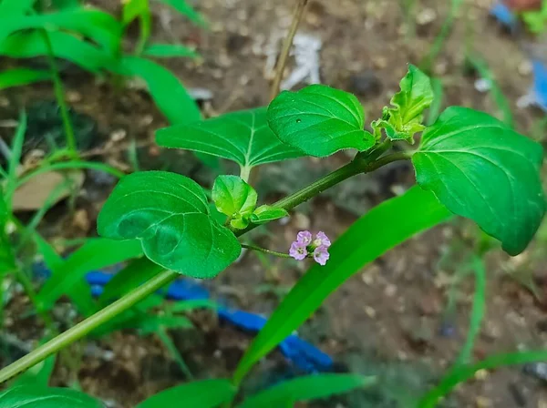 Une Belle Prise Vue Fleur Punarnava Plante Médecine Ayurvédique — Photo