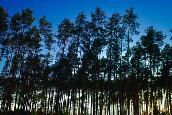 Batan Güneşe Karşı Ağaçlar — Stok fotoğraf