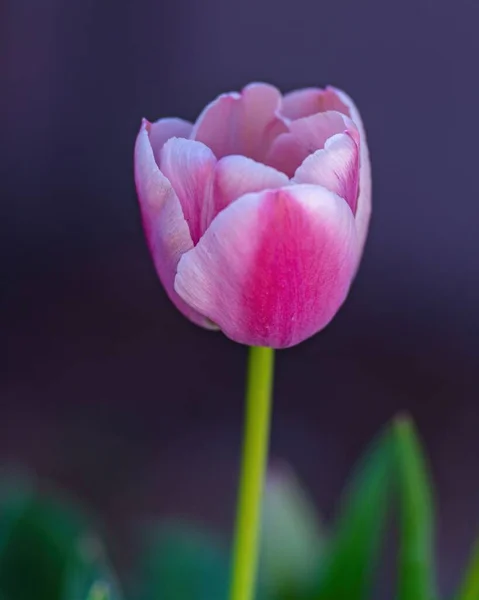 Selective Focus Shot Pink Tulip Flower Surrounded Green Leaves Purple — Stock Photo, Image