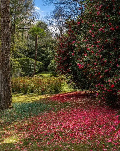 Jardim Flores Cênicas Villa Pallavicino Durante Período Aspersão Stresa Piemonte — Fotografia de Stock