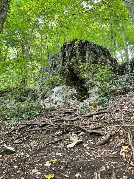 Plan Vertical Une Petite Grotte Dans Une Forêt Plein Jour — Photo