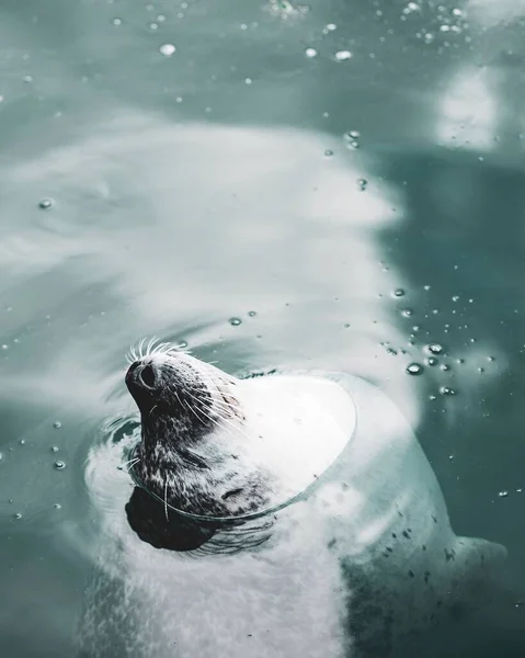 Harbor Seal Water — Stock fotografie