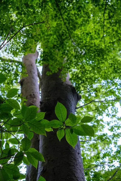 Bogate Świeże Zielone Liście Lesie — Zdjęcie stockowe