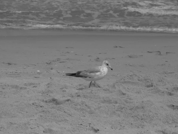 Eine Graustufenaufnahme Eines Schönen Möwenvogels Strand — Stockfoto