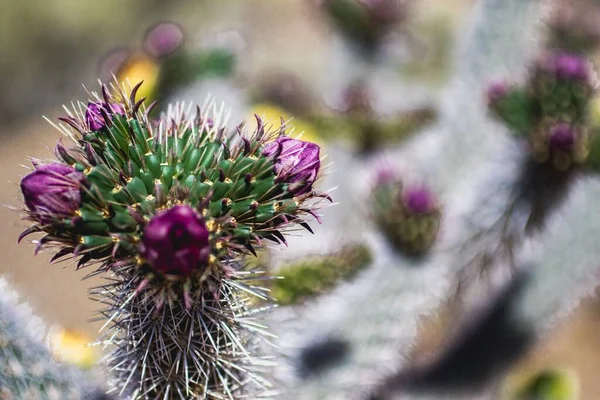 Cacti Floresce Monumento Nacional Petrogliph Albuquerque Novo México — Fotografia de Stock