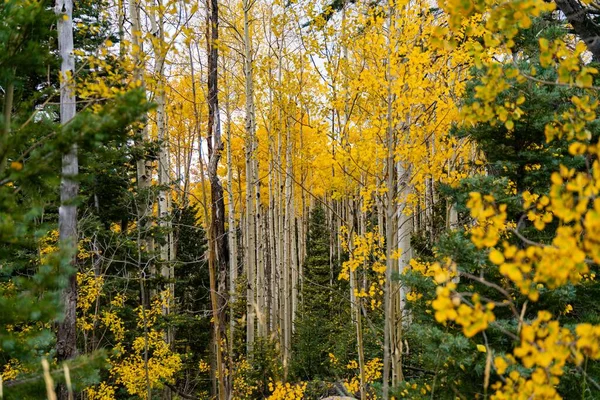 黄色のアスペンの木々や青空の下で秋に松の木のカラフルな森の風景のショット — ストック写真