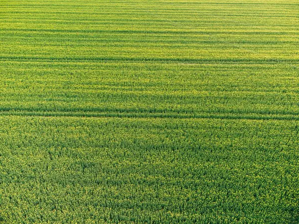 Uma Vista Aérea Panorâmica Belo Campo Colza Dia Ensolarado — Fotografia de Stock