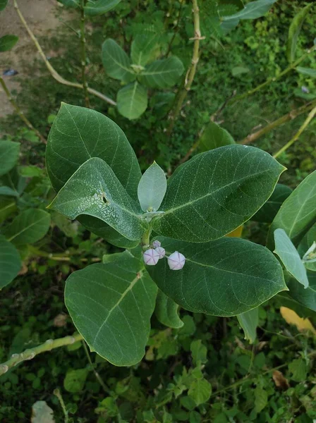 安全なエイクの花の美しいショット アーユルヴェーダ医学植物 — ストック写真
