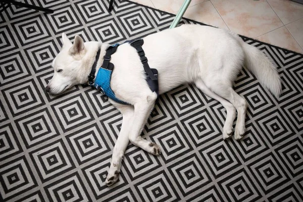 White Siberian Husky Resting Top View Blue Harness Geometric Carpet — Stock Photo, Image