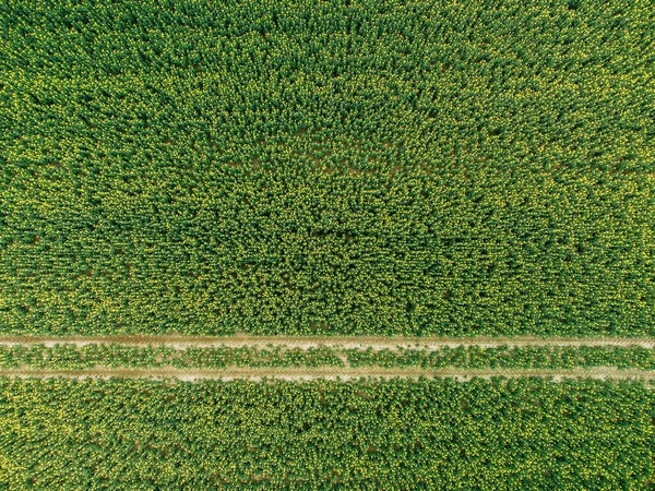 Uma Vista Aérea Panorâmica Belo Campo Colza Dia Ensolarado — Fotografia de Stock