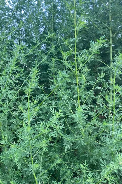 Świeże Zielone Gałęzie Liście Dziko Rosnącej Artemisia Annua Słodka Piołun — Zdjęcie stockowe