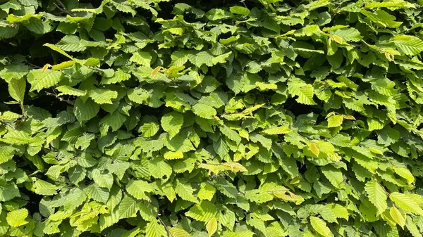 Zelené Keře Listí Pod Slunečním Světlem — Stock fotografie