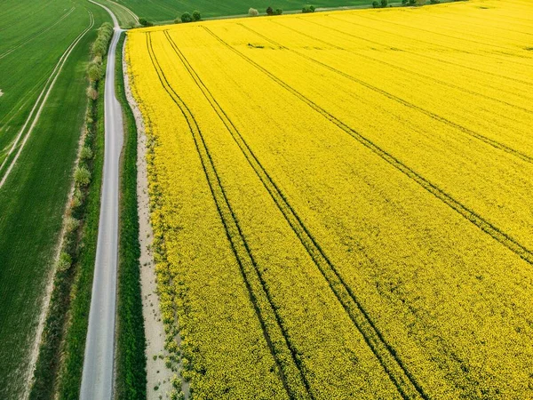 Scenic Aerial View Beautiful Rapeseed Field Sunny Day — Stock Photo, Image