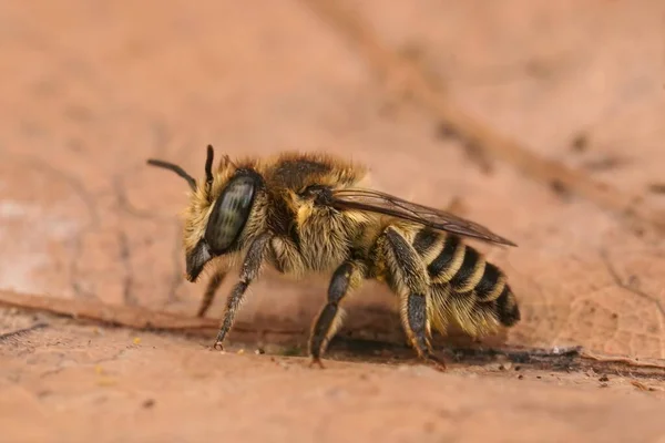 Szczegółowe Zbliżenie Samicy Silvery Leacutter Bee Megachile Leachella Siedzi Suszonym — Zdjęcie stockowe