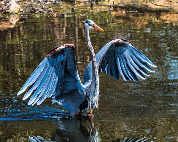 Bedårande Great Blue Heron Med Öppna Vingar Promenader Sjön — Stockfoto