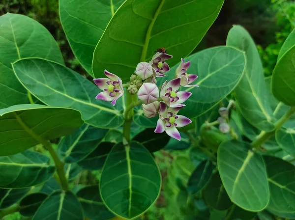 Ein Schöner Schuss Safed Aak Flowers Ayurvedische Heilpflanzen — Stockfoto