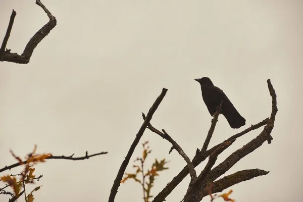 Una Silueta Cuervo Posado Una Rama Árbol Alto Delgado Bajo —  Fotos de Stock