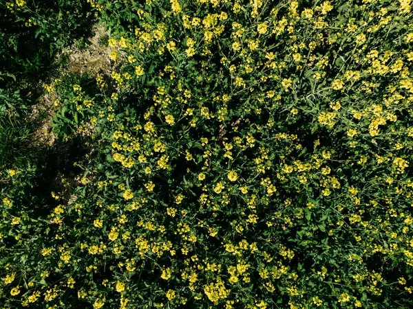 Güneşli Bir Günde Güzel Bir Kolza Tohumu Tarlası — Stok fotoğraf