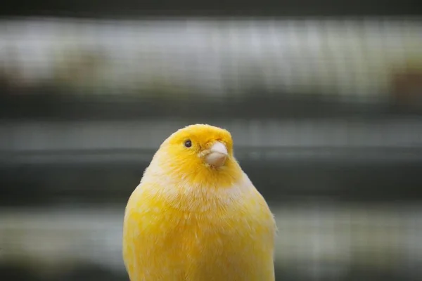 Closeup Yellow Canary Bird Serinus Canaria Domestica — Stock Photo, Image