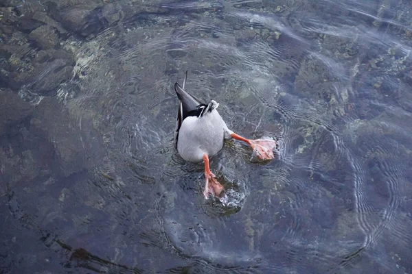 Duck Anas Platyrhynchos Dipping Head Lake — Stock Photo, Image