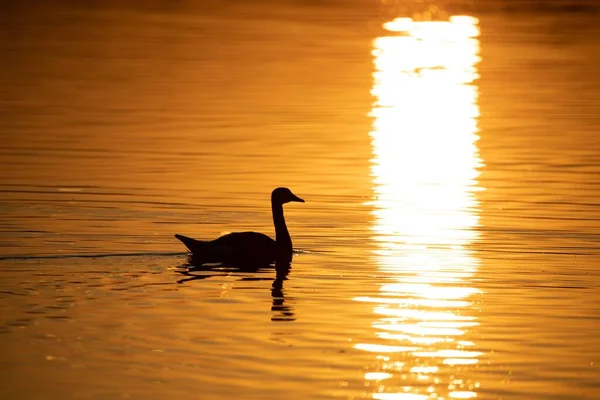 夕日に湖で泳ぐ白鳥の美しいシルエットの景色 — ストック写真