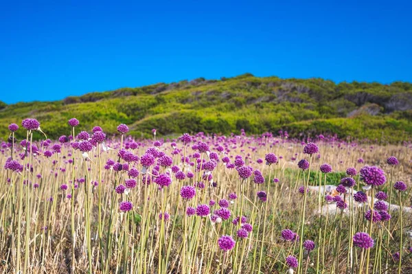 Wild Garlic Flowers Tremiti Islands Italy — Stock Photo, Image