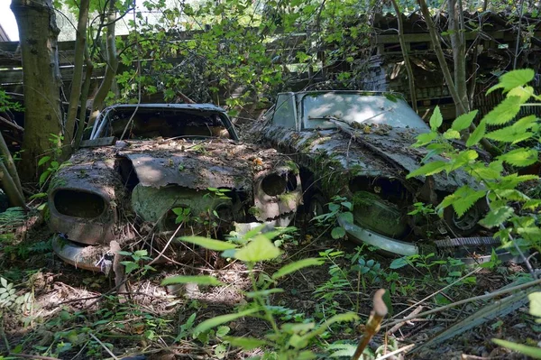 Ormandaki terk edilmiş ve eski arabaların bir görüntüsü.