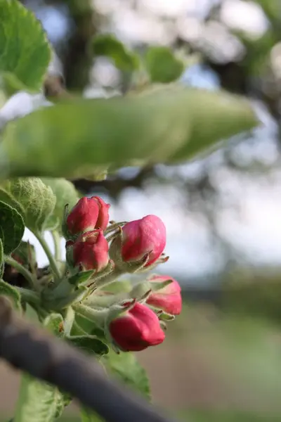 Крупный План Растущих Розовых Цветов Саду Размытом Фоне — стоковое фото
