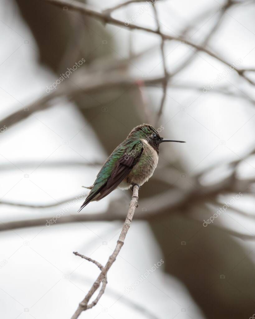 A ruby throated hummingbird (Archilochus colubris) perched on a tree branch