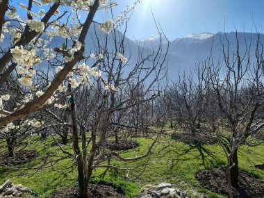 Bir bahçe ki, içinde yapraksız ağaçlar vardır. .