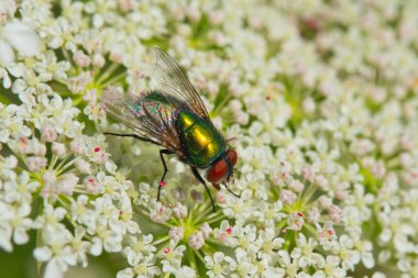 Yeşilimsi mavi şişe, Lucilia Sezar, sıradan yeşil şişe, kır çiçeğinin üzerinde. Makro fotoğraf