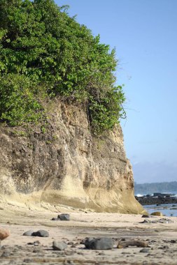 Sahildeki dik kayalıklarda yemyeşil bitkilerin dikey görüntüsü.