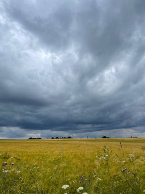 Arka planda gri bulutlar olan bir tarlanın çarpıcı görüntüsü
