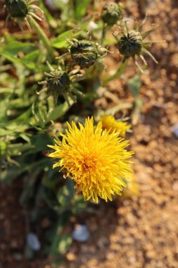 Güneşli bir günde bahçedeki güzel bir karahindiba çiçeğinin yakın çekimi.
