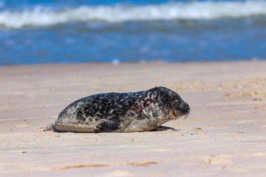 Güneşli bir günde, Baltık Denizi 'nin kumlu sahilinde sevimli bir fok.